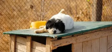 Animal Rescue Sofia събраха пари за новия приют