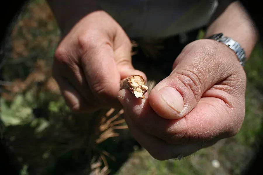 Засаждат гора „Велика България"