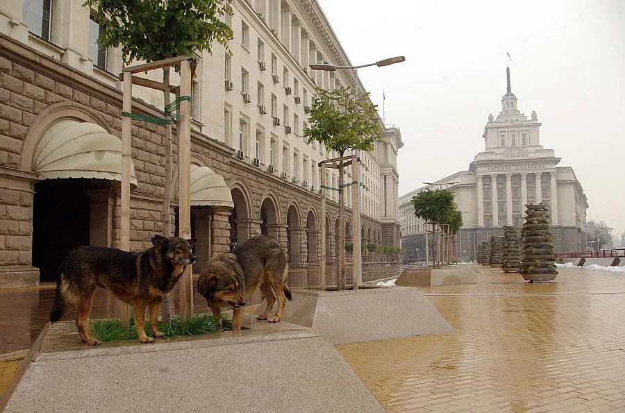 Глутница кучета нападна жена в столицата