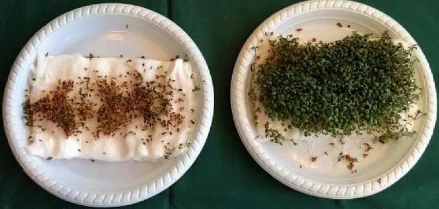 Рутерите убиват домашните растения