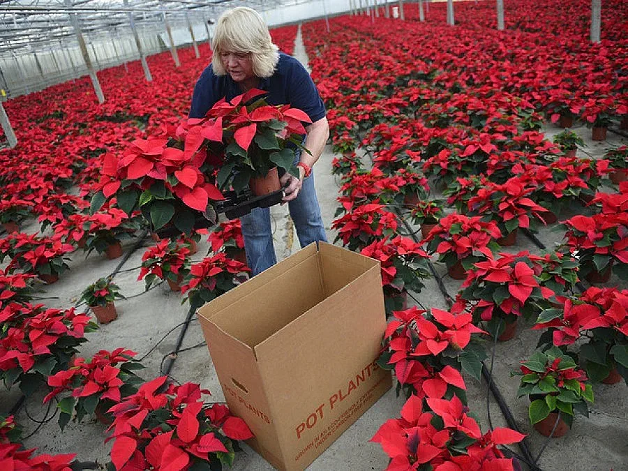 Арестуваха италиански гангстери за изнудване