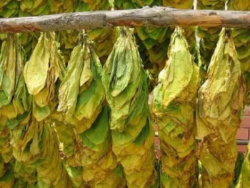 Фотиново с 120 тона тютюн на склад