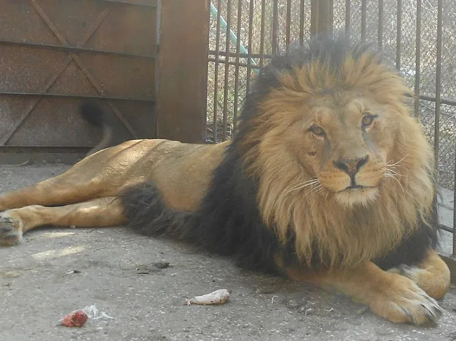 Водиха лъва Симба на зъболекар