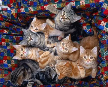 Японец открадна 185 хил. долара да нахрани 120 котки