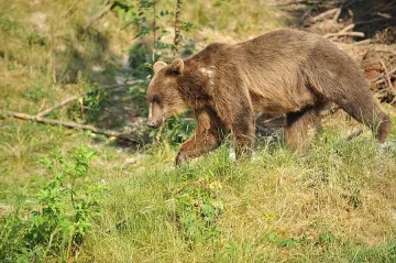 Зоопаркът в Добрич може да стане дом за още две мечки