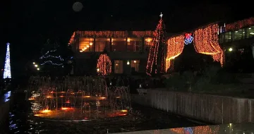 Две елхи грейнаха в Сандански