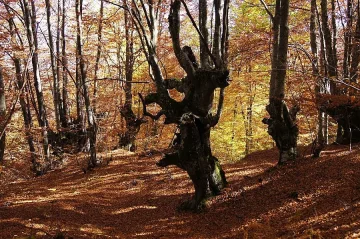 Специална награда за „Кукерски танц"