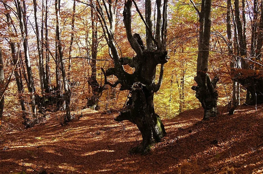 Специална награда за „Кукерски танц"