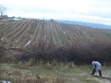 Стотици декари лозя край Сандански остават пусти