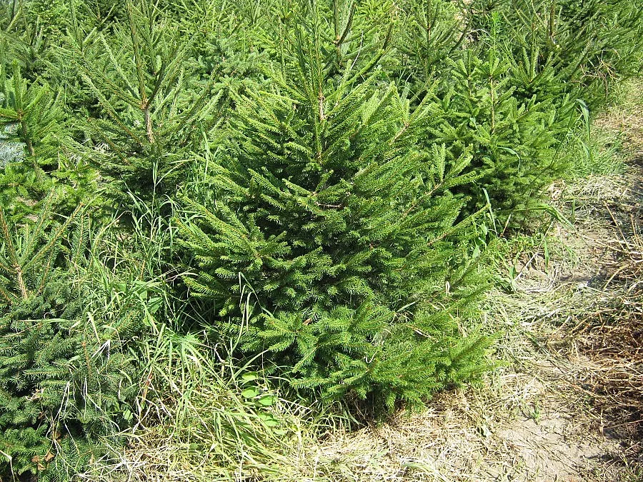 Елхи с маркировка предлагат на пазара