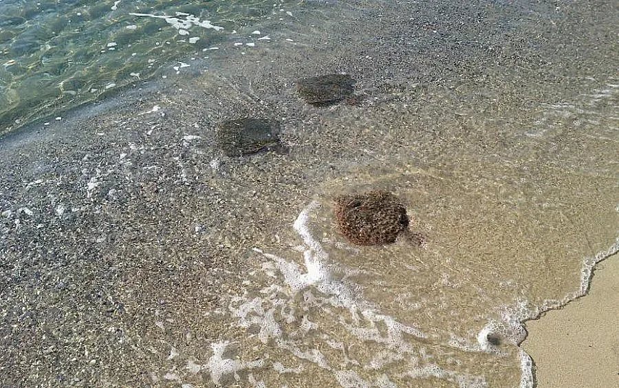 Правим ферма за калкан като в Румъния