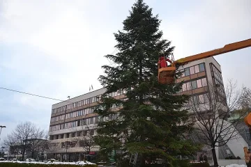 Грейва 35-метровата елха на Благоевград