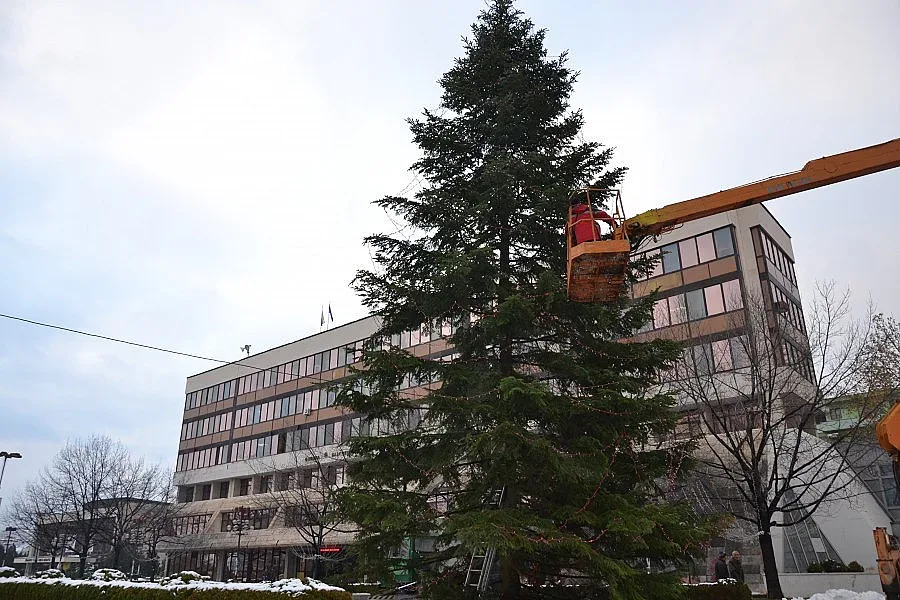 Грейва 35-метровата елха на Благоевград