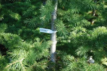 14 000 елхи предлага ЮЗДП