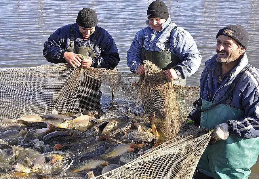 Продават шарани за болно момче