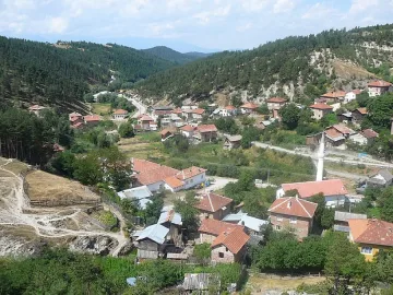 Арестуваха дървен бос за крадена дървесина