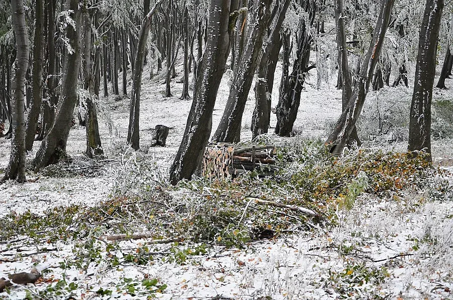 Инвеститори ще залесяват след строителство