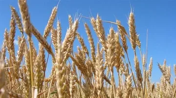 Ниски цени на зърното свалиха рентите с 30%