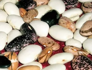 Честват празник на фасула в смолянското село Смилян