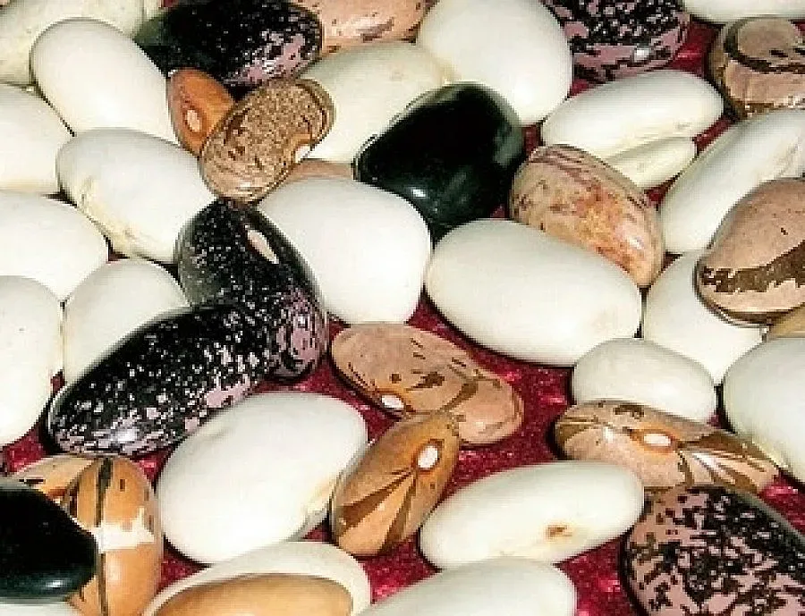 Честват празник на фасула в смолянското село Смилян