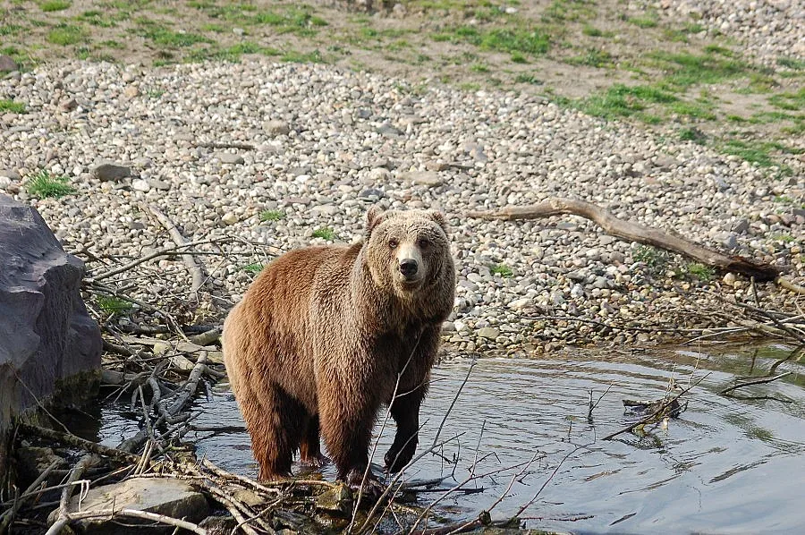 Мечките вещаят топло време