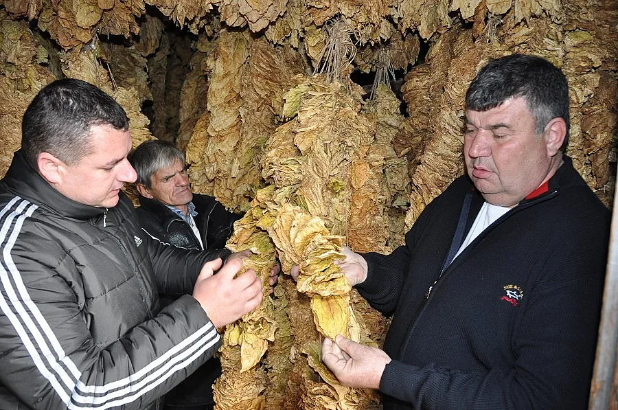 Тютюнопроизводители заплашиха да запалят балите