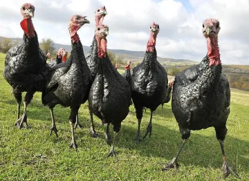 Ядем щастливи пуйки на Коледа