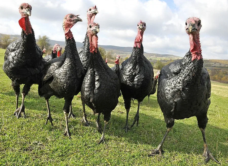 Ядем щастливи пуйки на Коледа