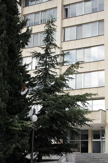 Градът на липите ще празнува с живо коледно дърво