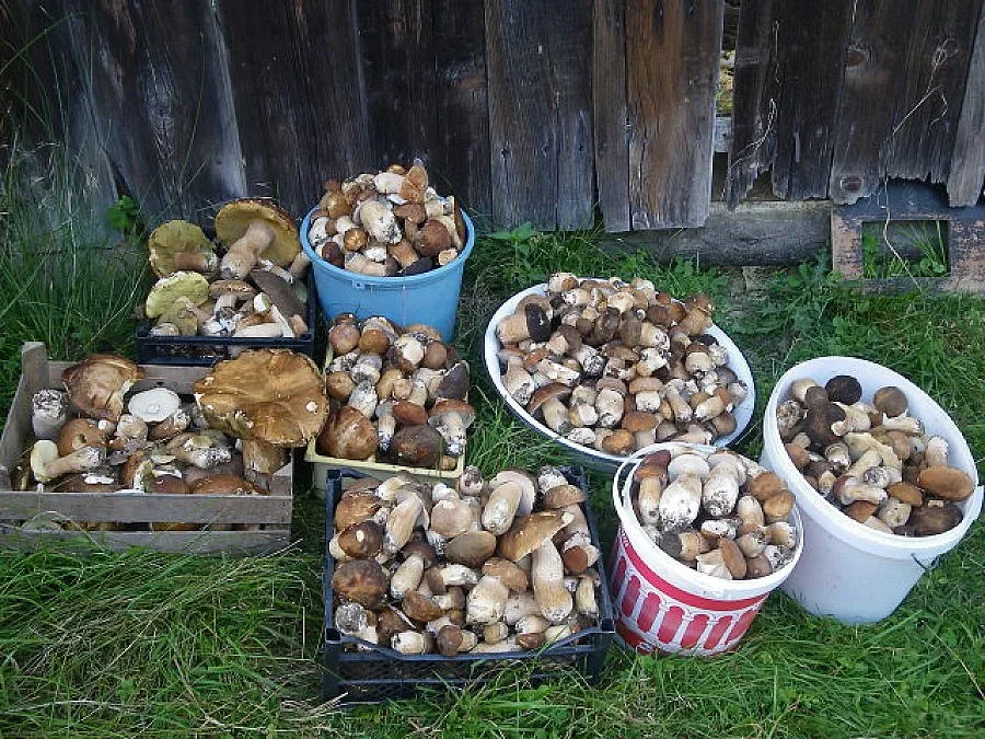 Полицай заложи на гъбарството