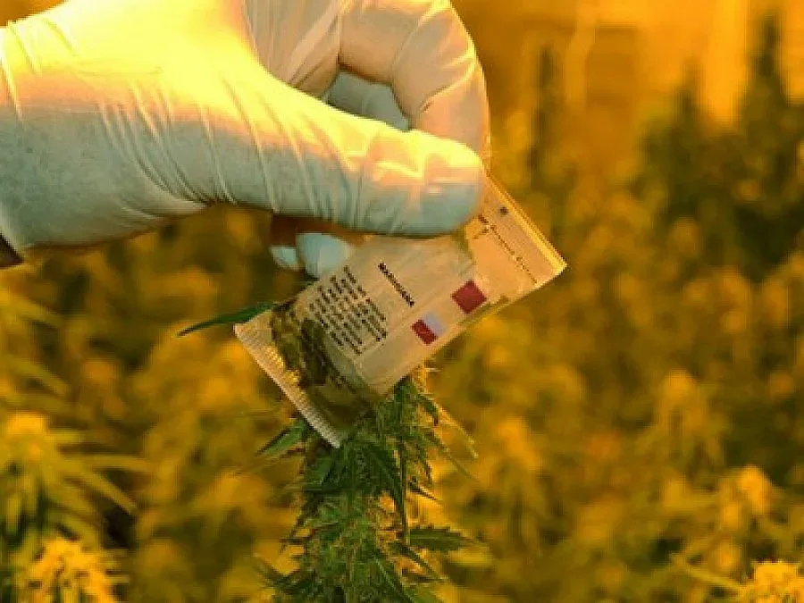 Ученичка се напуши с марихуана