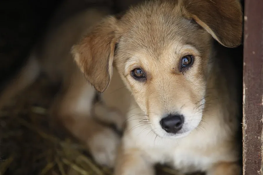 Местят в кравеферма кучетата от "Богров"