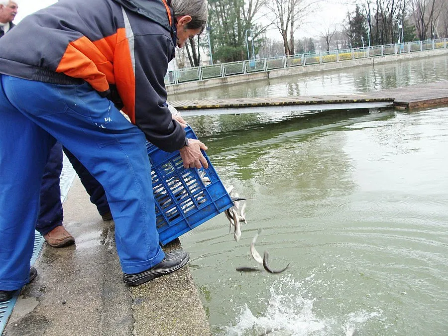 Отровиха рибата в Бели Лом