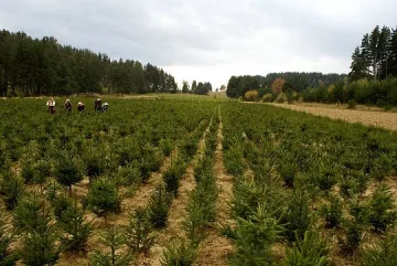 Фирми изкупиха 2000 живи елхи месец преди Коледа