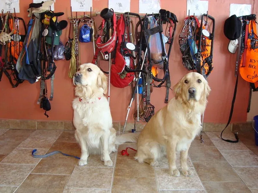 Обучават куче за асистент на човек в инвалидна количка