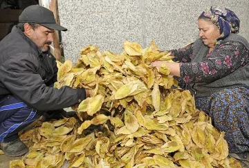 Фирми обещават цена над 8,50 лв. за 1-во качество тютюн