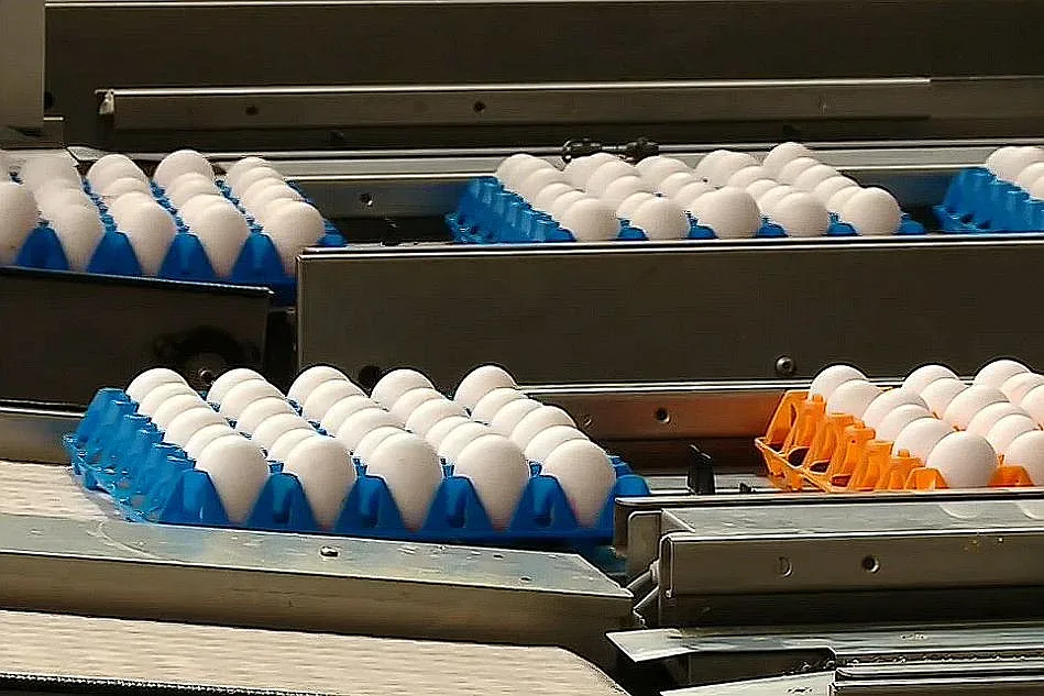 Колко сериозно е нашествието на украински яйца? Проговори птицевъд