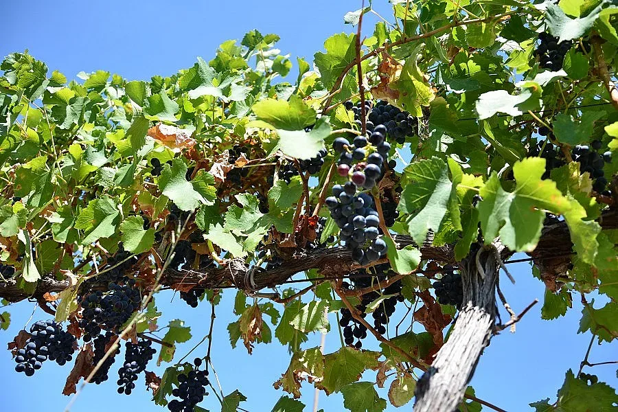 Винарите и лозарите чакат 130 млн. евро от държавата