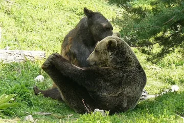 Повечето мечки над Белица вече спят зимен сън