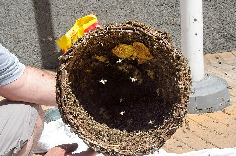 40% от пчелите в Северна България са измрели от болест