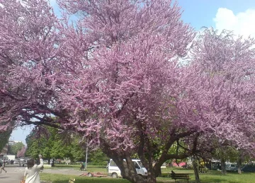 Градът на липите става още по-зелен 