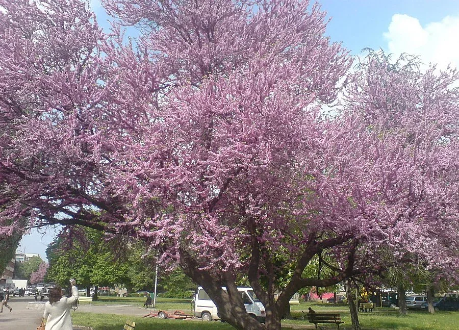 Градът на липите става още по-зелен