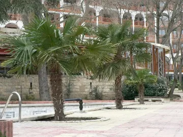 Всяка от палмите на Варна изпива по 3 бона от хазната  