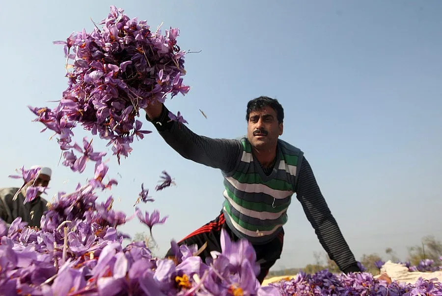 Чужденците бягат от нивите ни