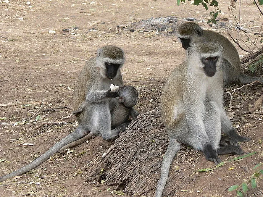 Арестуваха маймуна джебчия в Айтос