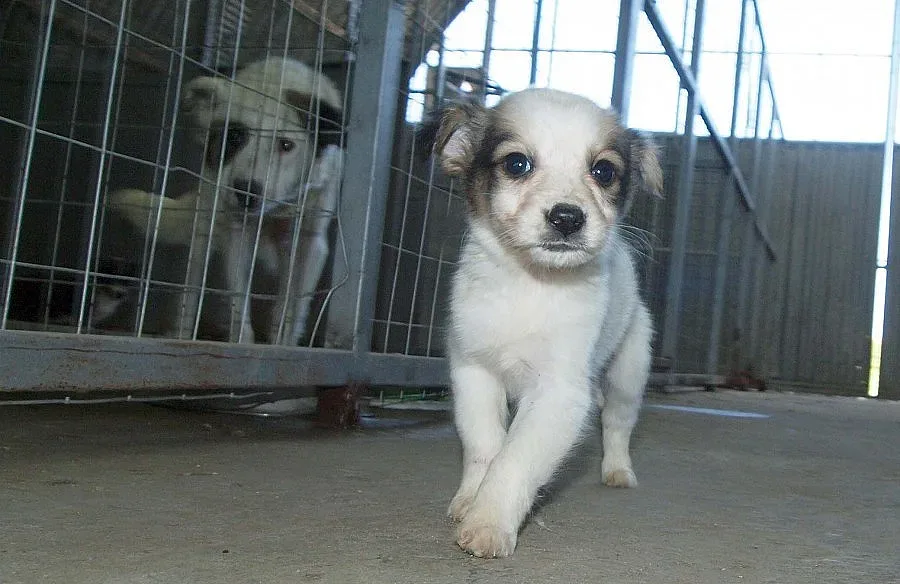 Флашмоб срещу закриването на приют "Богров"