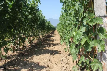 7 милиона евро за инвестиции в лозя