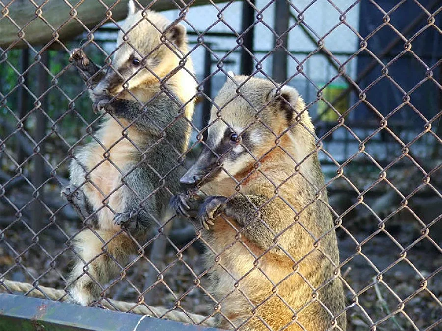 Носати мечета са най-новите жители на варненския зоопарк