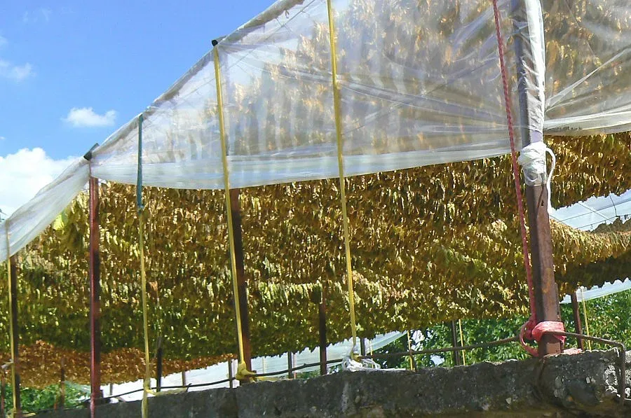 Кметове искат минимум 7 лева за килограм тютюн