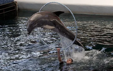 Разширяват делфинариума във Варна